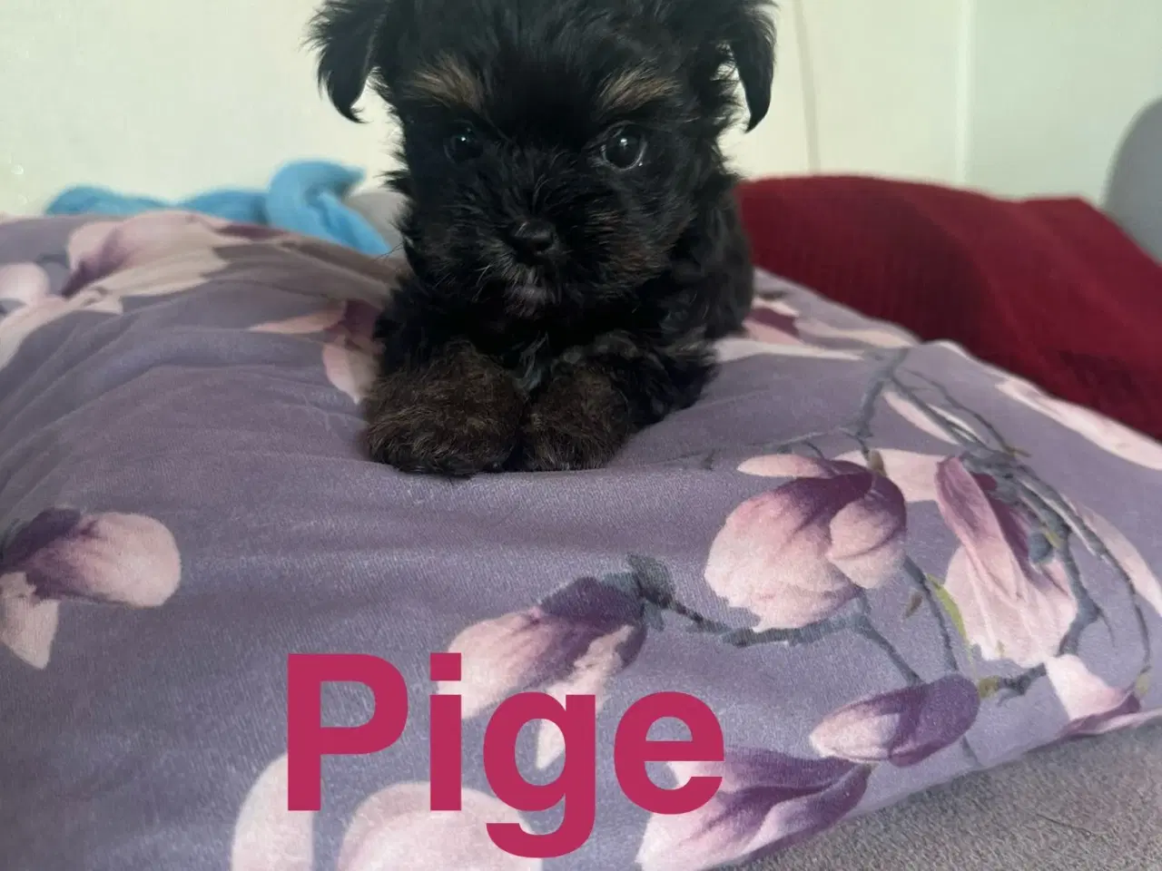 Billede 13 - Yorkshire terrier mini 