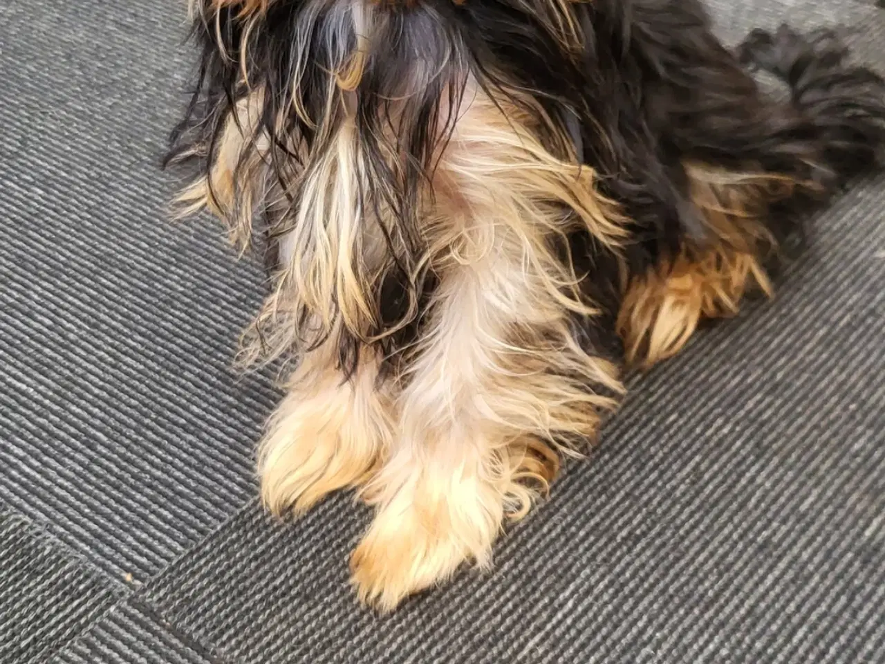 Billede 1 - Yorkshire terrier 