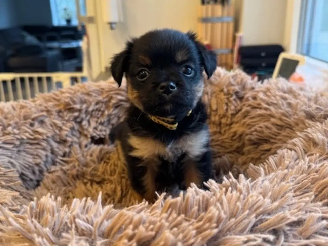 Billede 4 - Små uldtotter søger nyt hjem