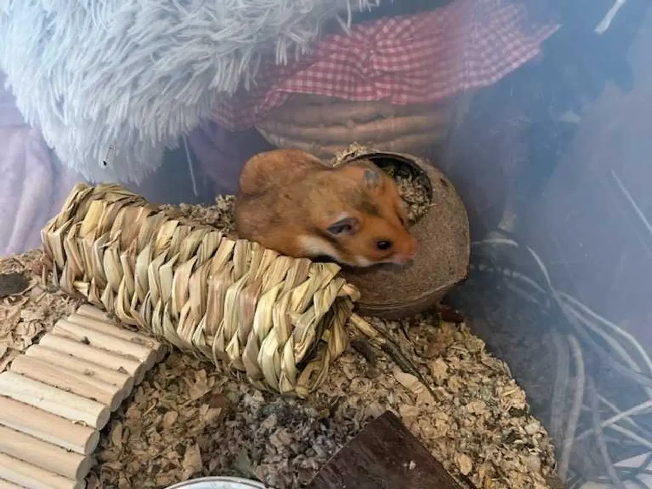 Billede 4 - Guldhamster 