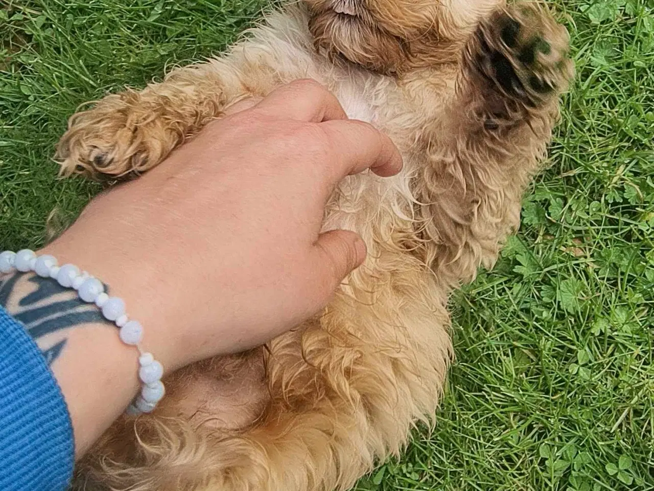 Billede 1 - Drenge hvalpe