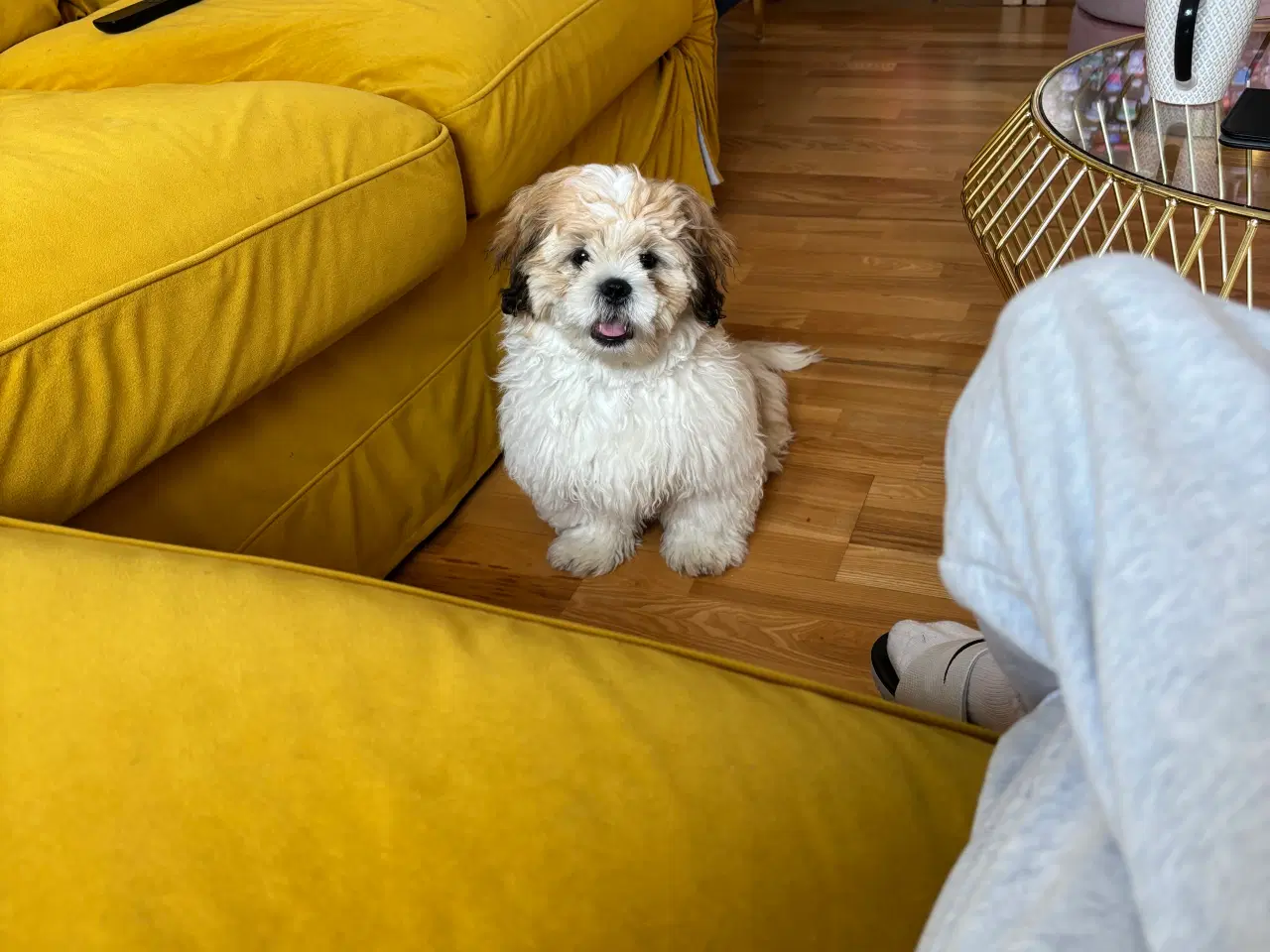 Billede 1 - Shih tzu  søger nyt hjem 