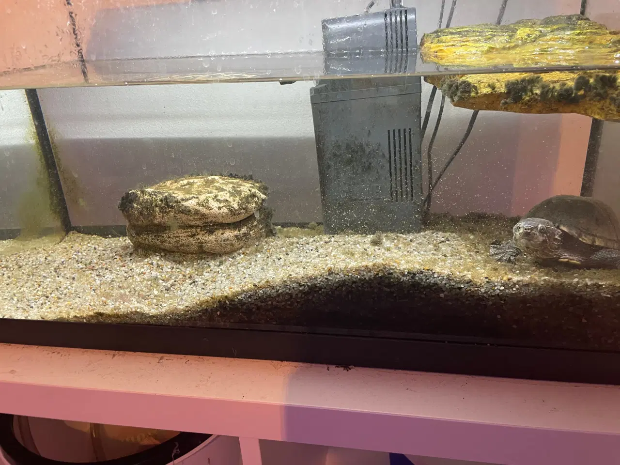Billede 1 - Sumpskildpadde med akvarie, pumpe, lys indhold 