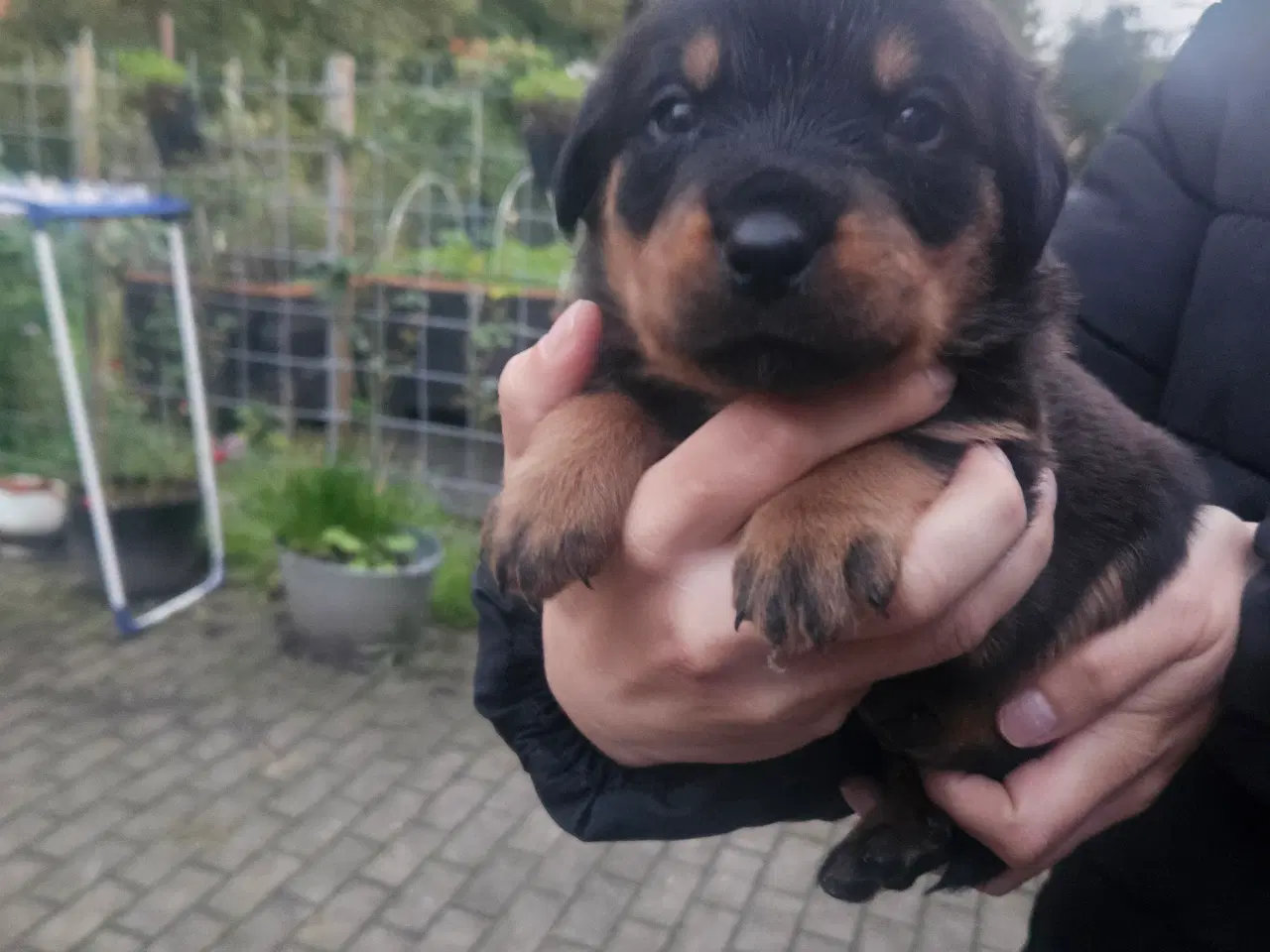Billede 2 - Rottweiler hvalpe