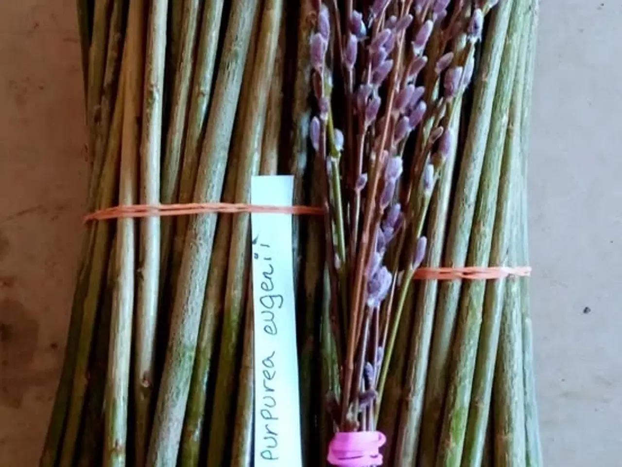 Billede 1 - Pilestiklinger til levende hegn/hæk 2026