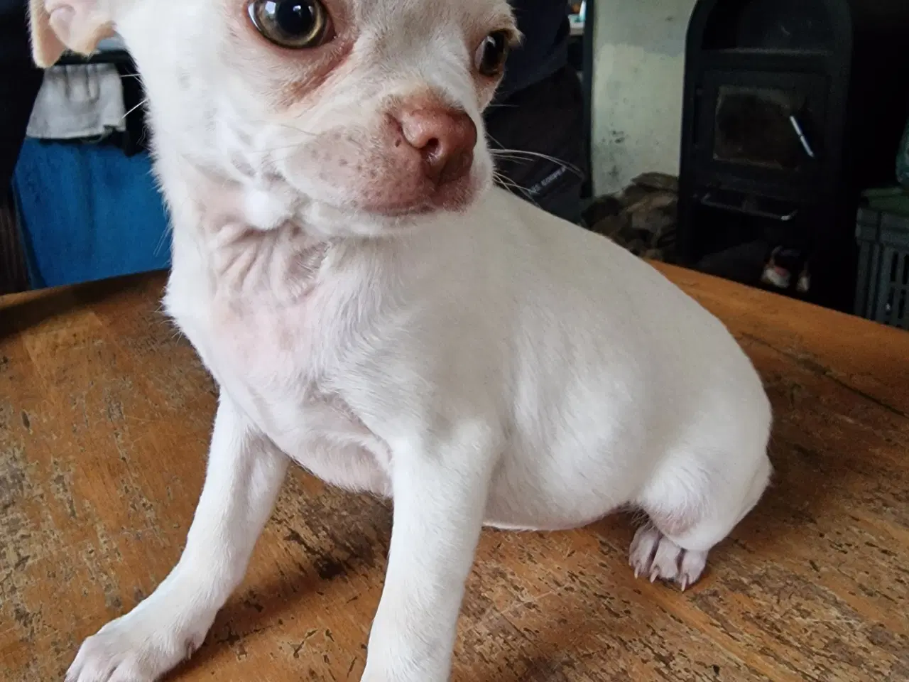 Billede 2 - Tre små mops/chihuahua til salg 