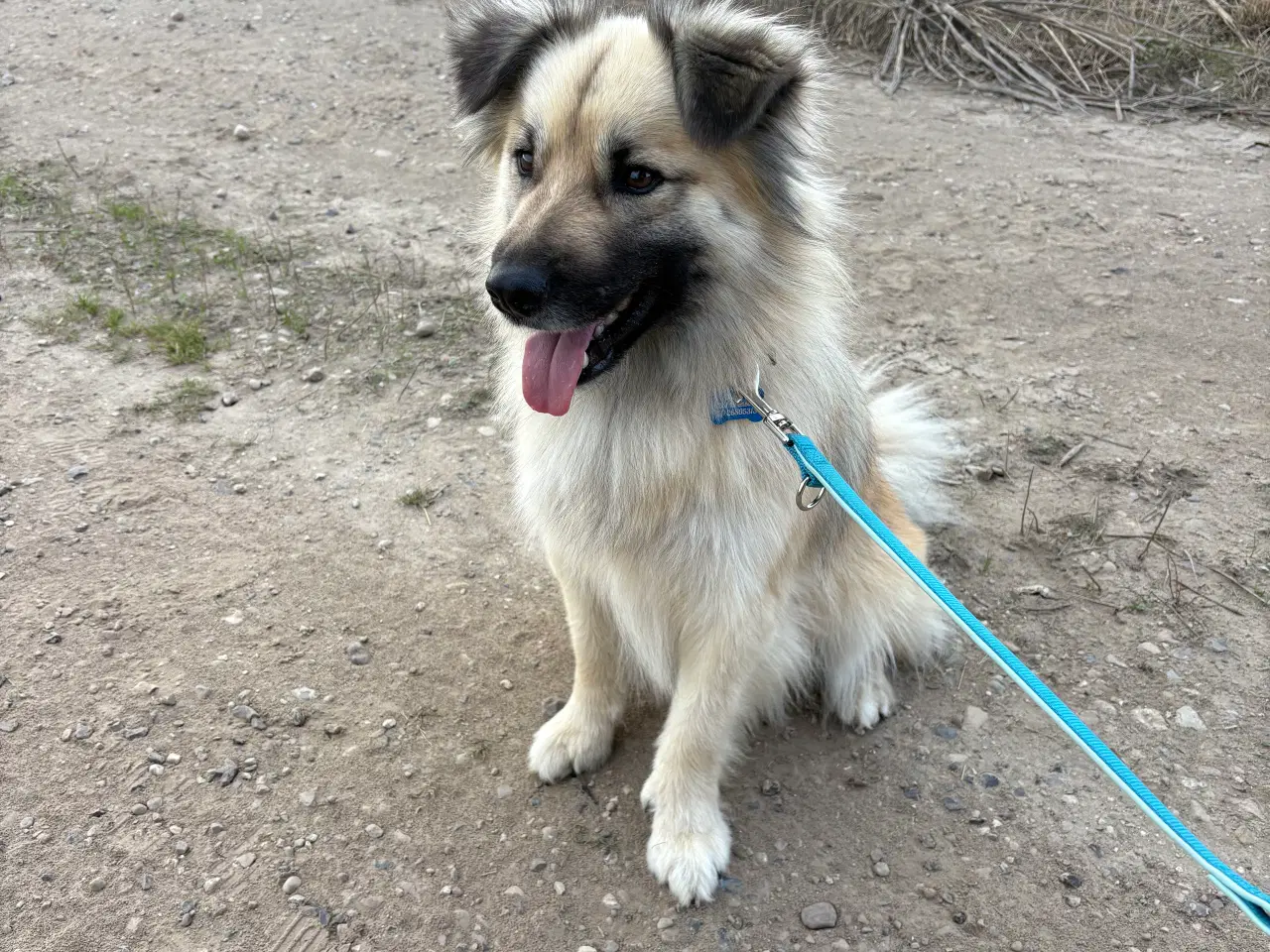 Billede 3 - Islandsk fårehund 