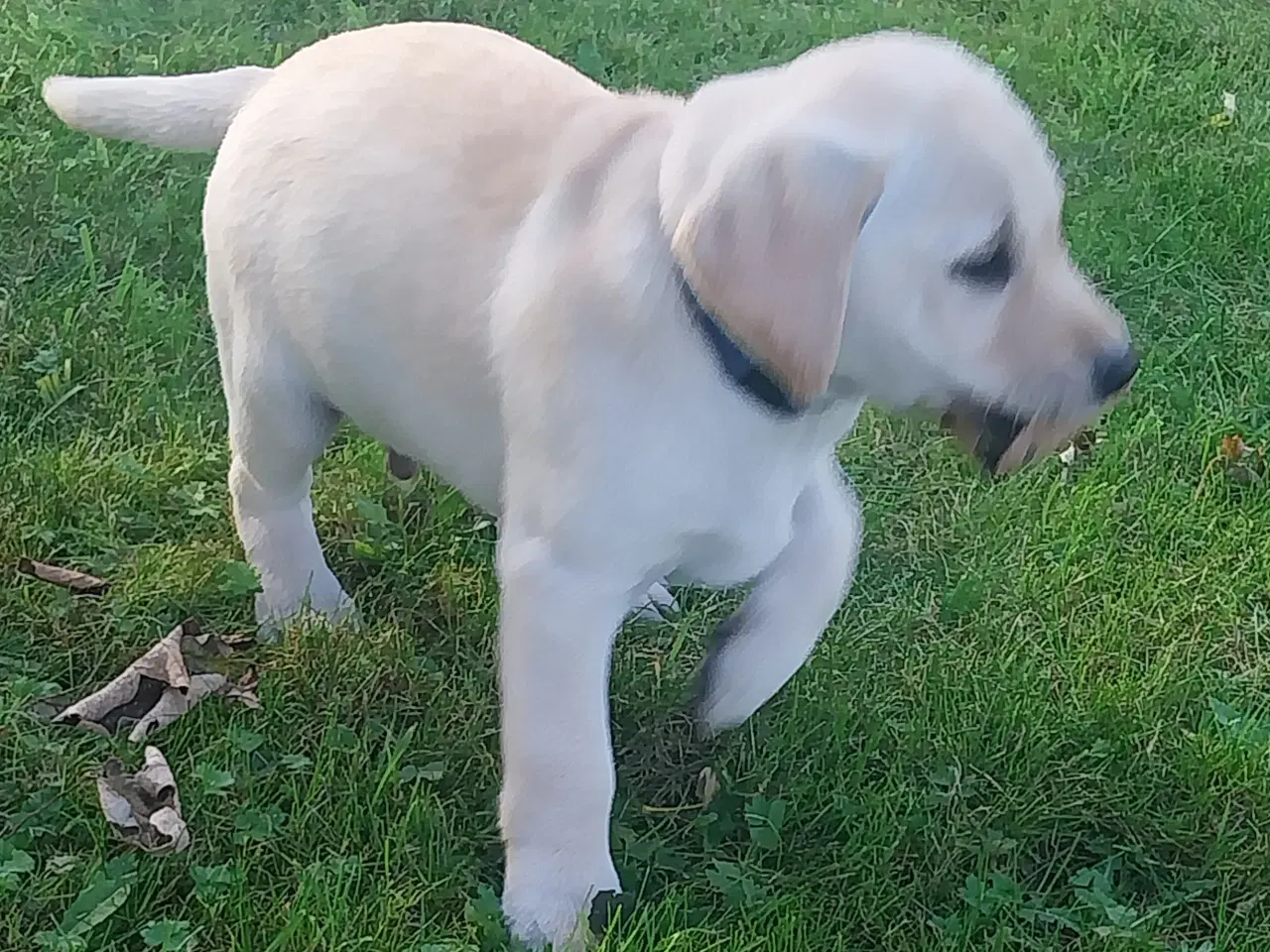 Billede 6 - Gule labrador hvalpe.