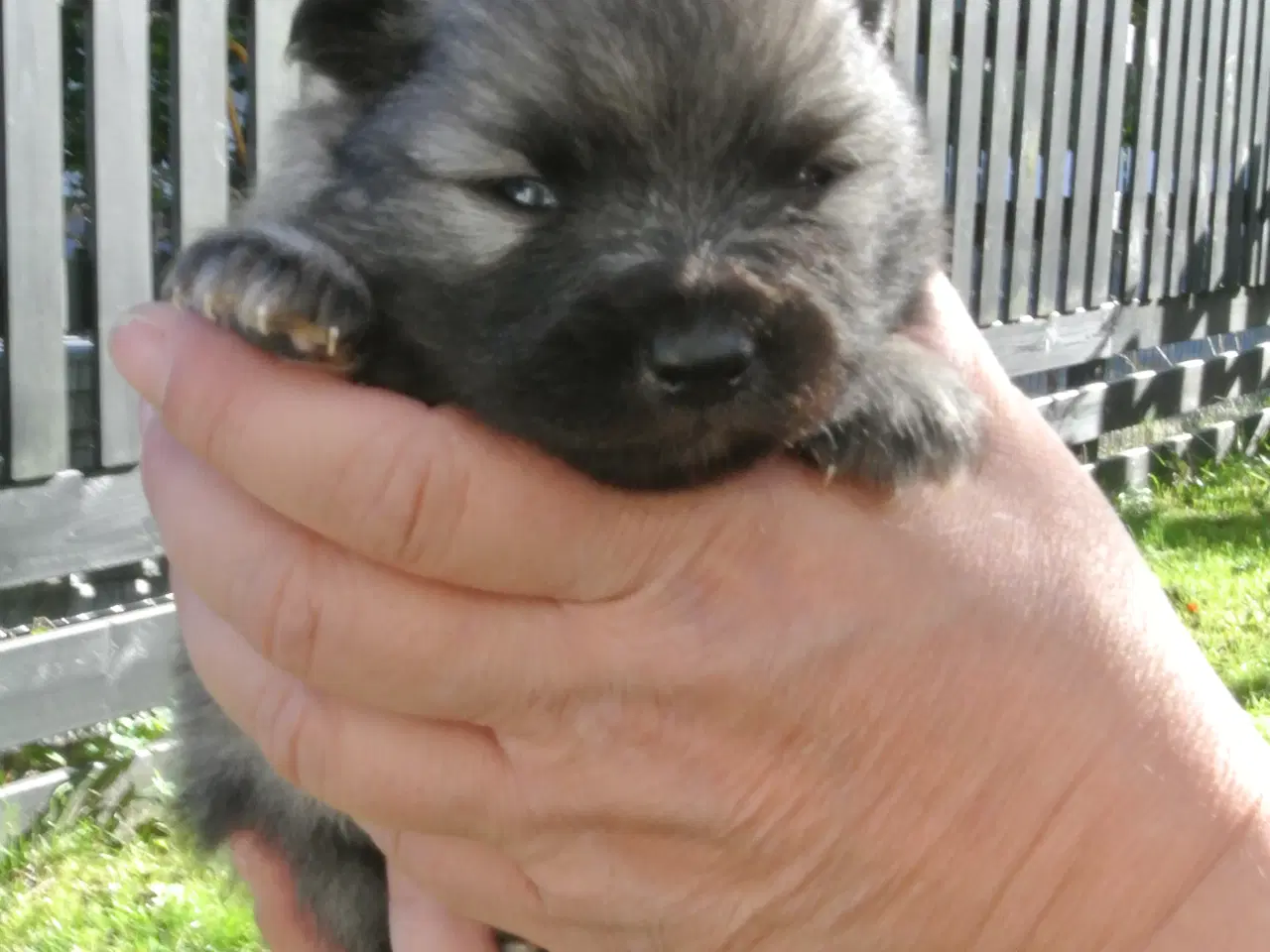 Billede 5 - Keeshond hvalpe