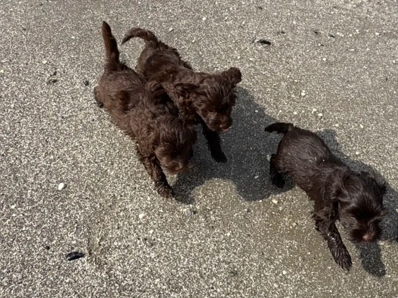 Billede 3 - 2 Generations Maltipoo
