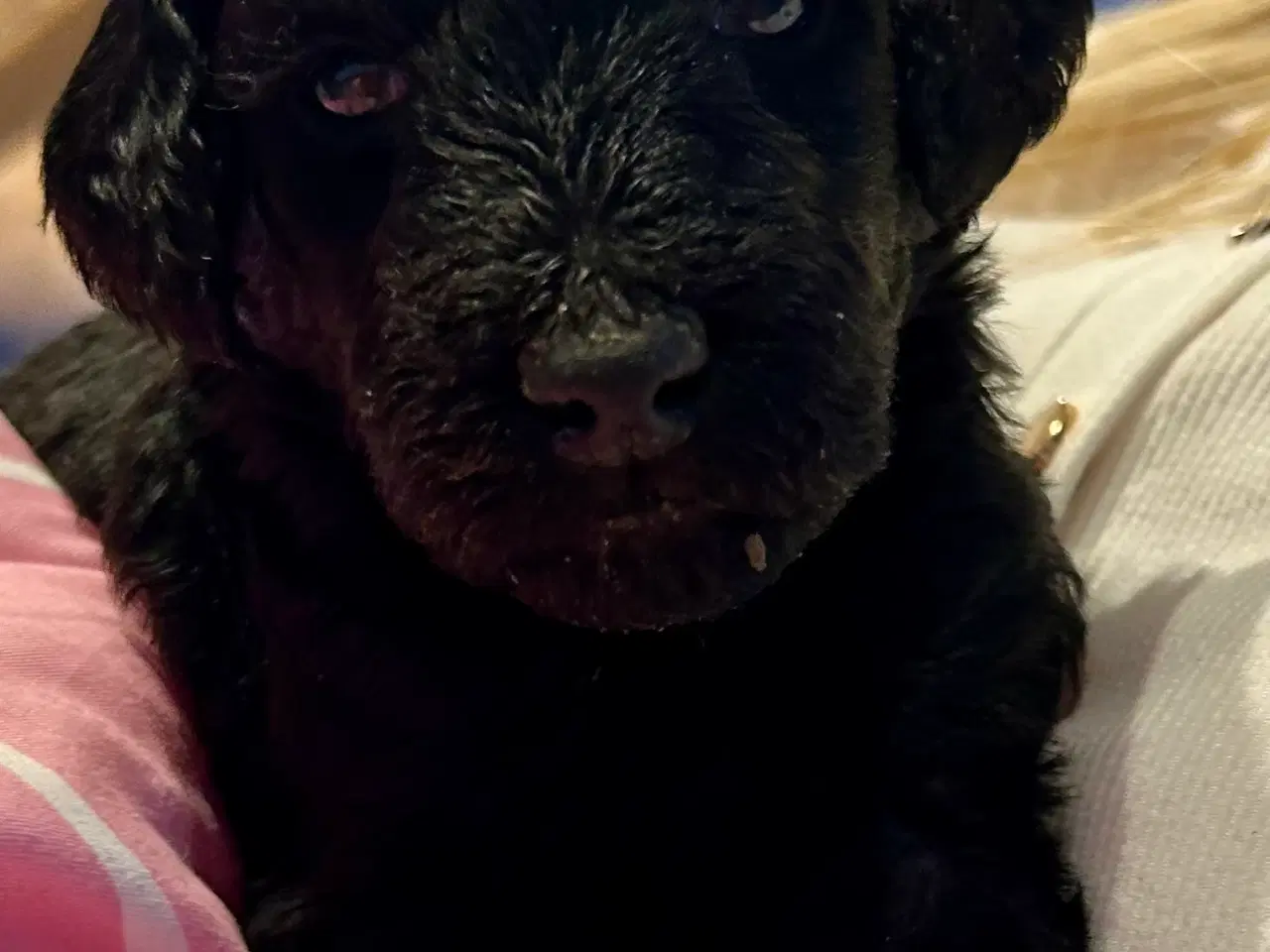 Billede 3 - Skønne stor pudel 🐩 sorte🤩😍