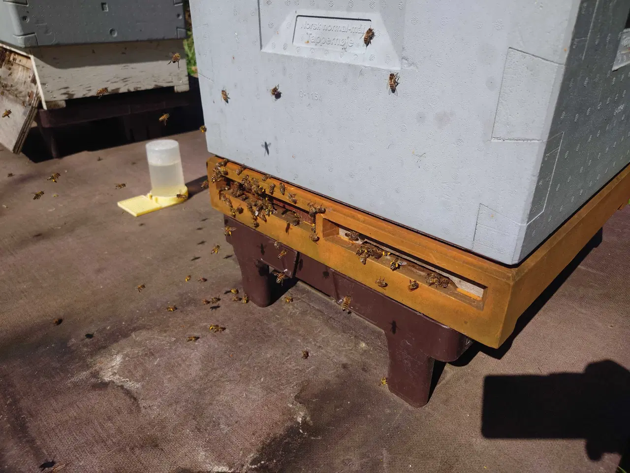 Billede 1 - En sund bifamilie, Norsk mål, buckfast