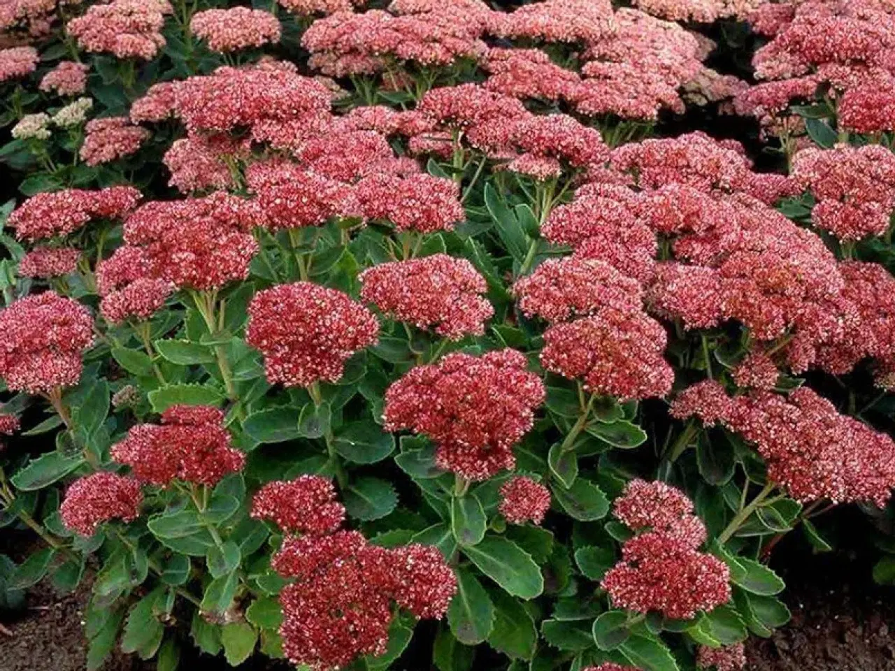 Billede 12 - Stauder, mange forskellige