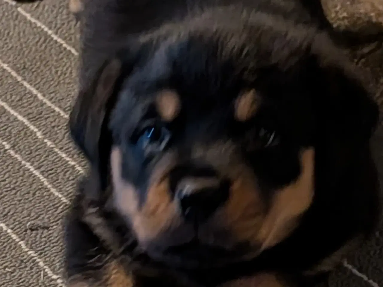 Billede 3 - labweiler