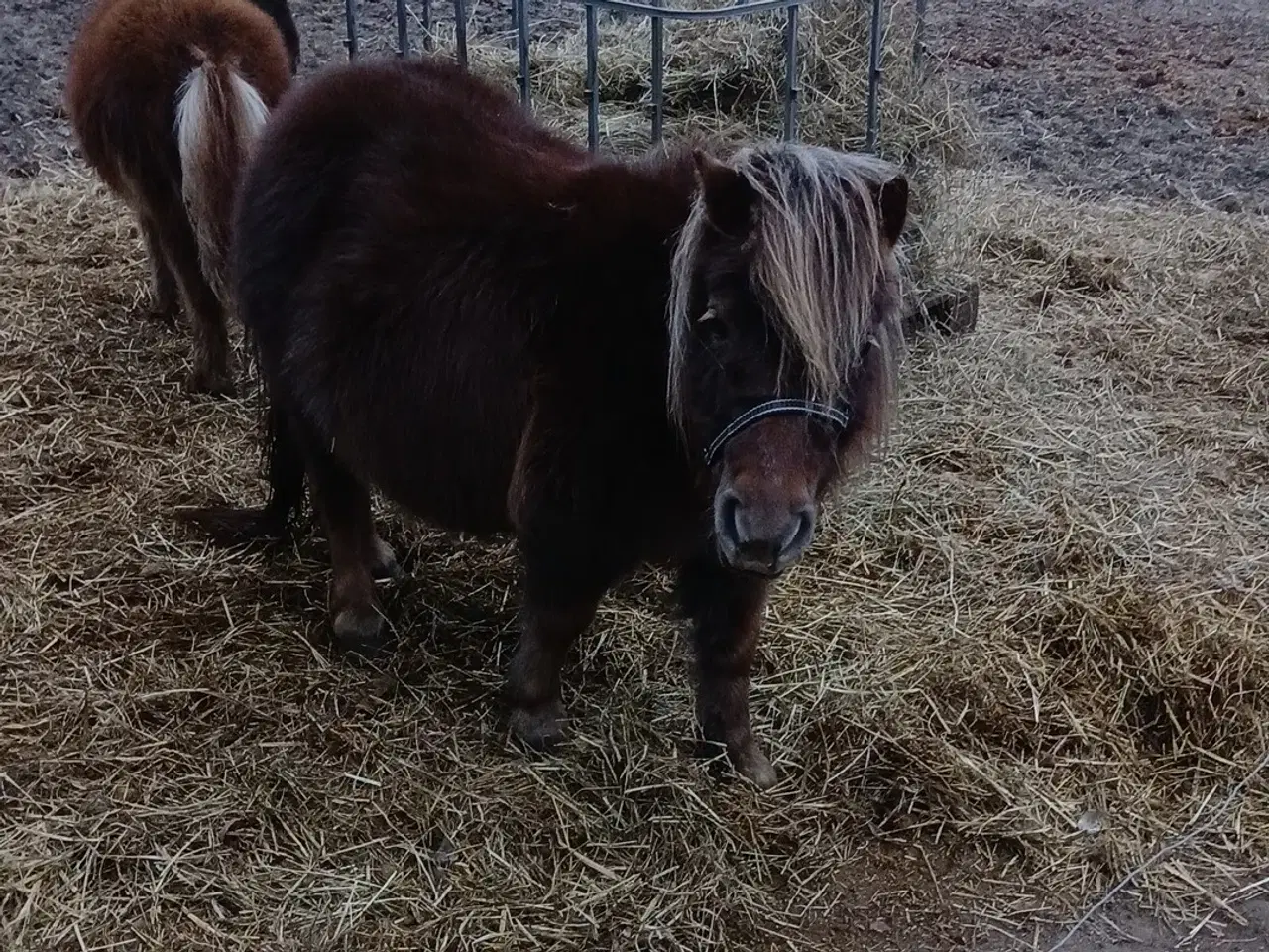 Billede 4 - Ponyer søger nyt hjem.
