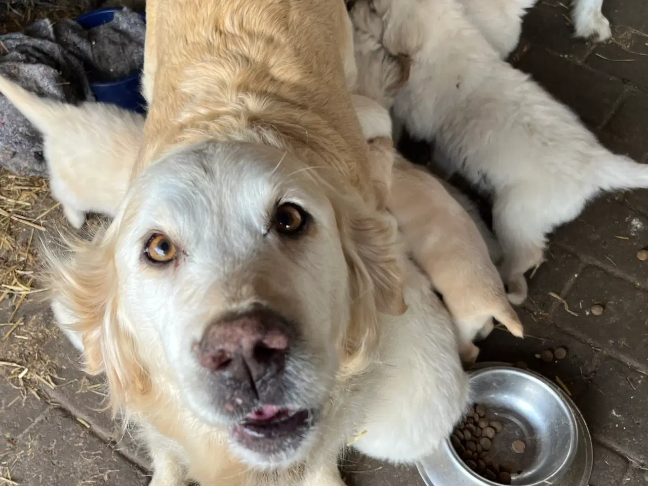 Billede 19 - 7 Golden retriever hvalpe sælges