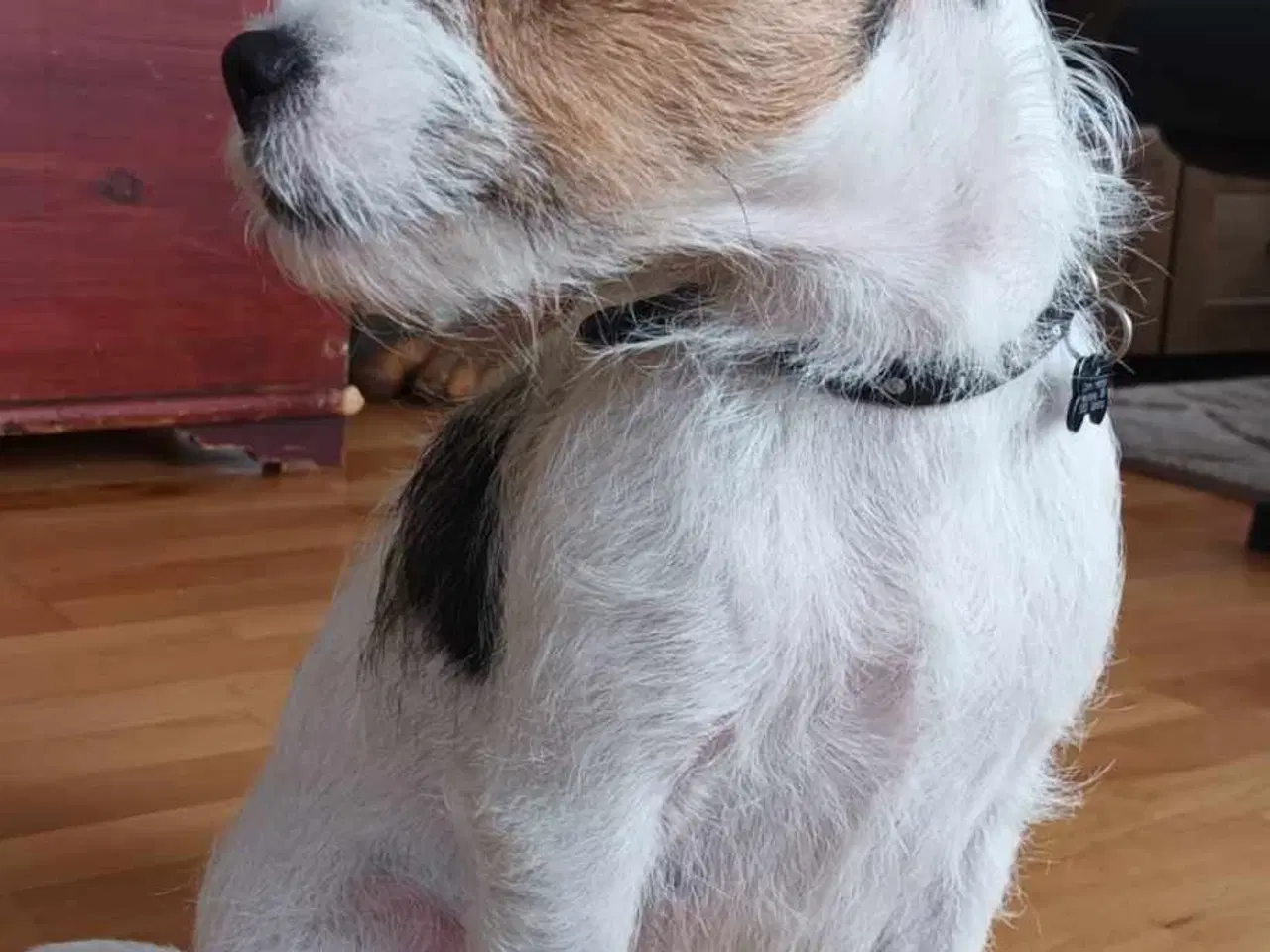 Billede 2 - Jack russel hvalpe 