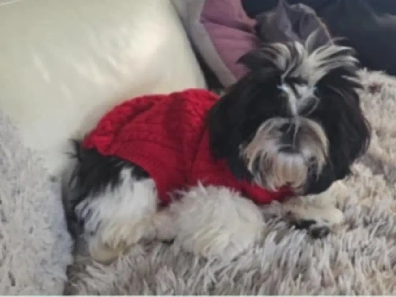Billede 2 - Shih tzu hanhund hvalp
