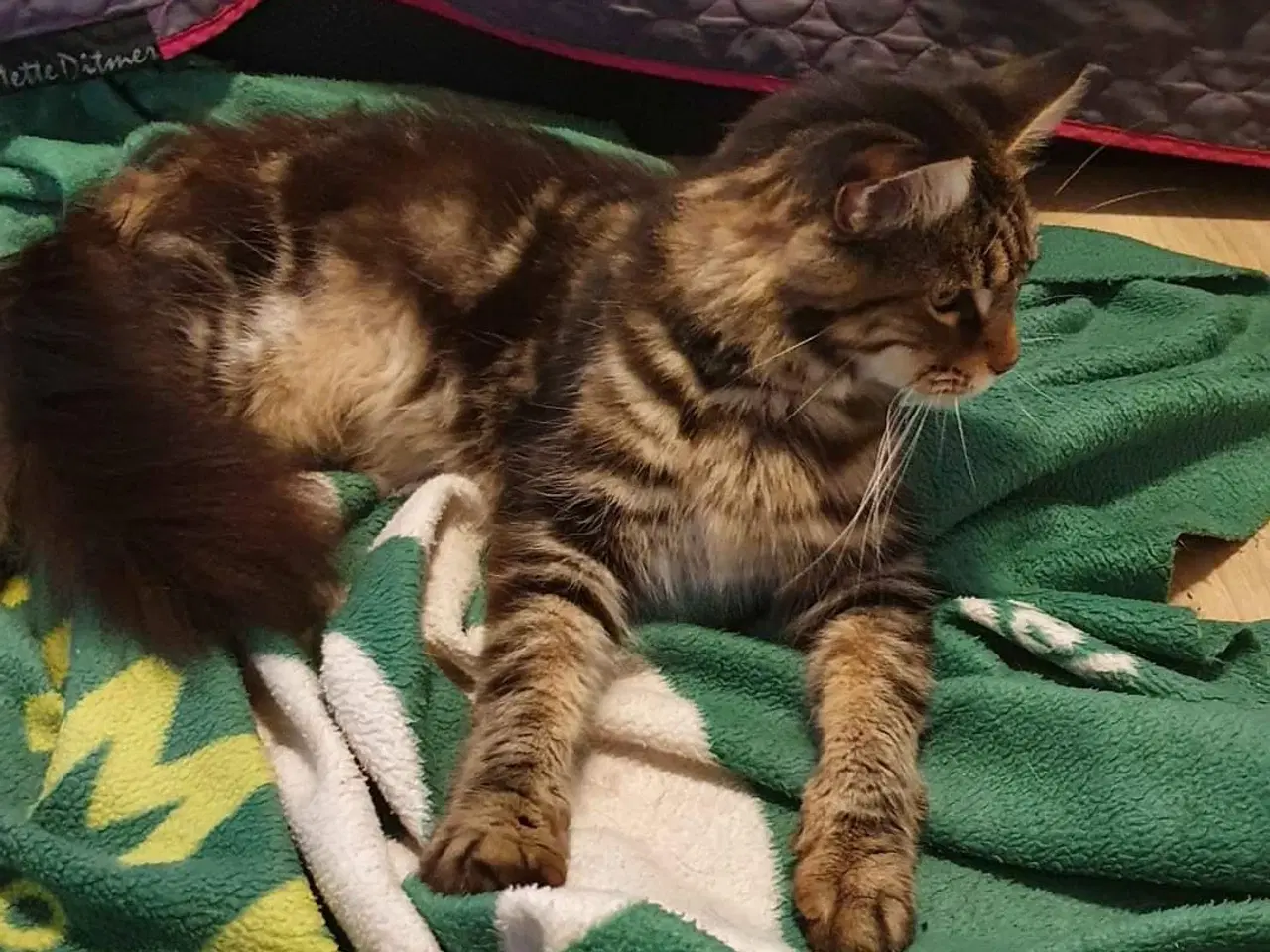 Billede 2 - Halv maincoon killing