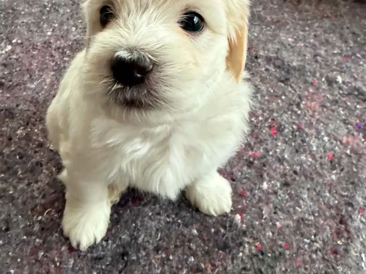 Billede 2 - Smukke bichon havanais hvalpe