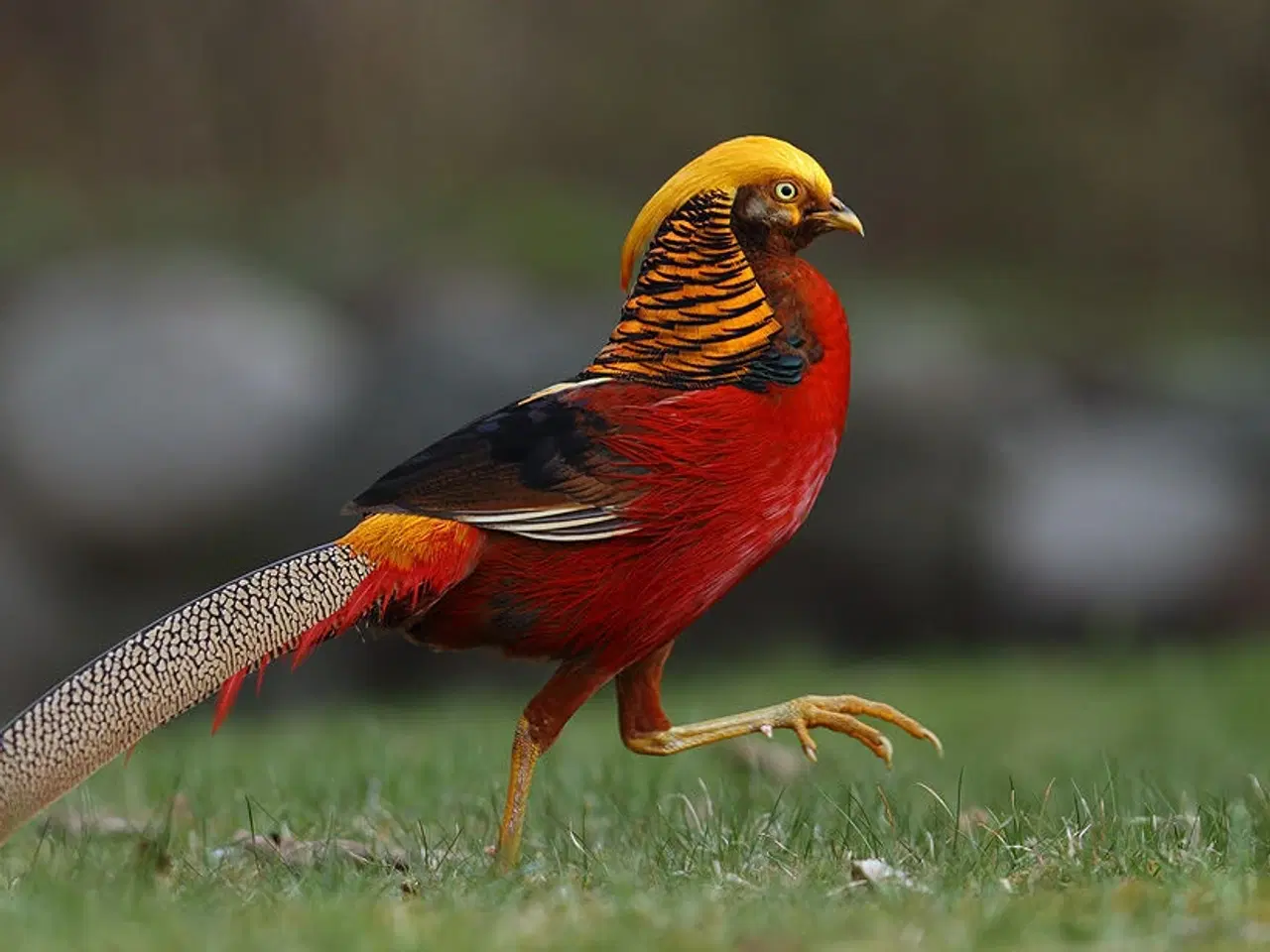 Billede 1 - Guldfasan