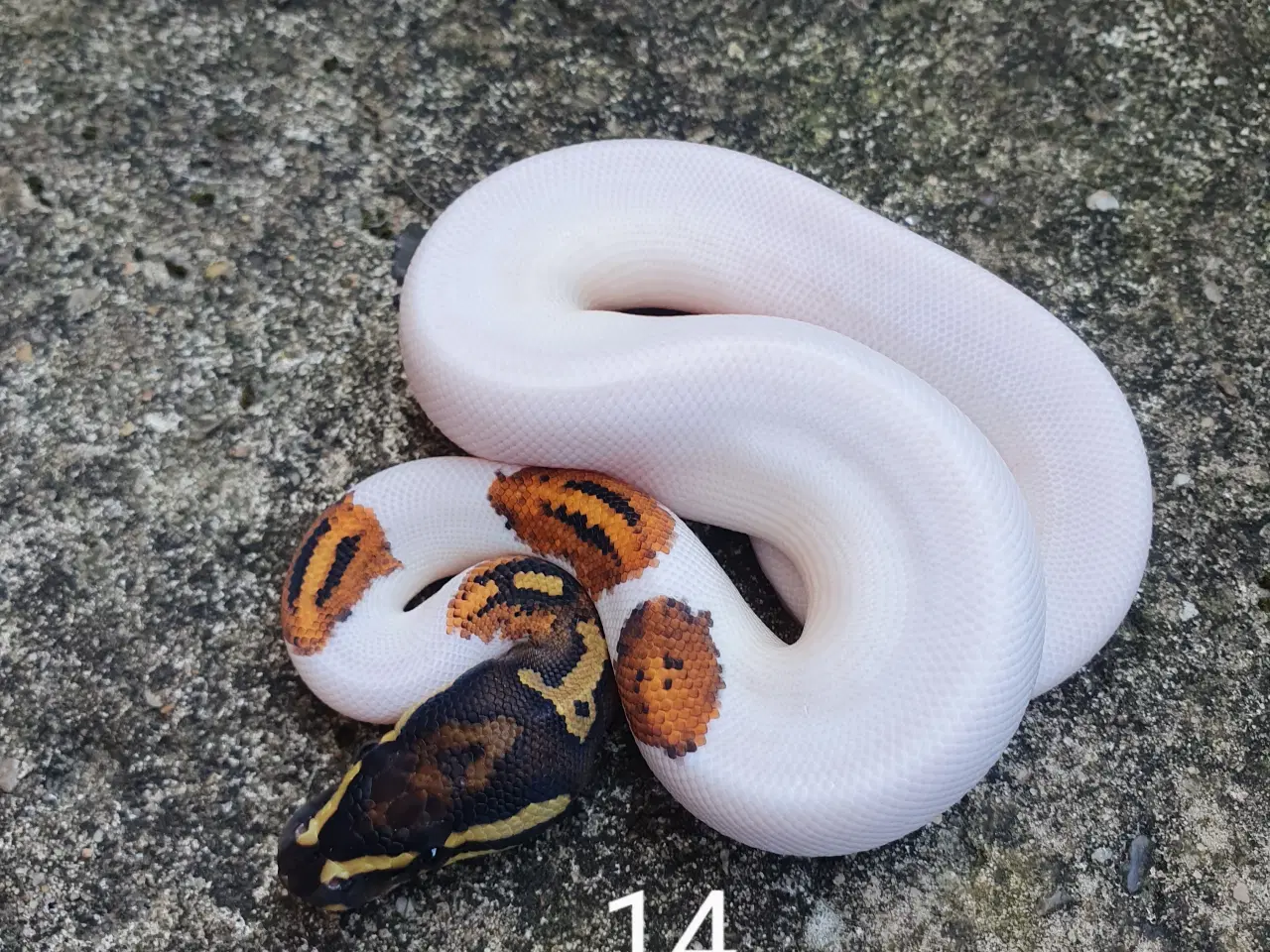 Billede 5 - Pied kongepythons. Opdateret.