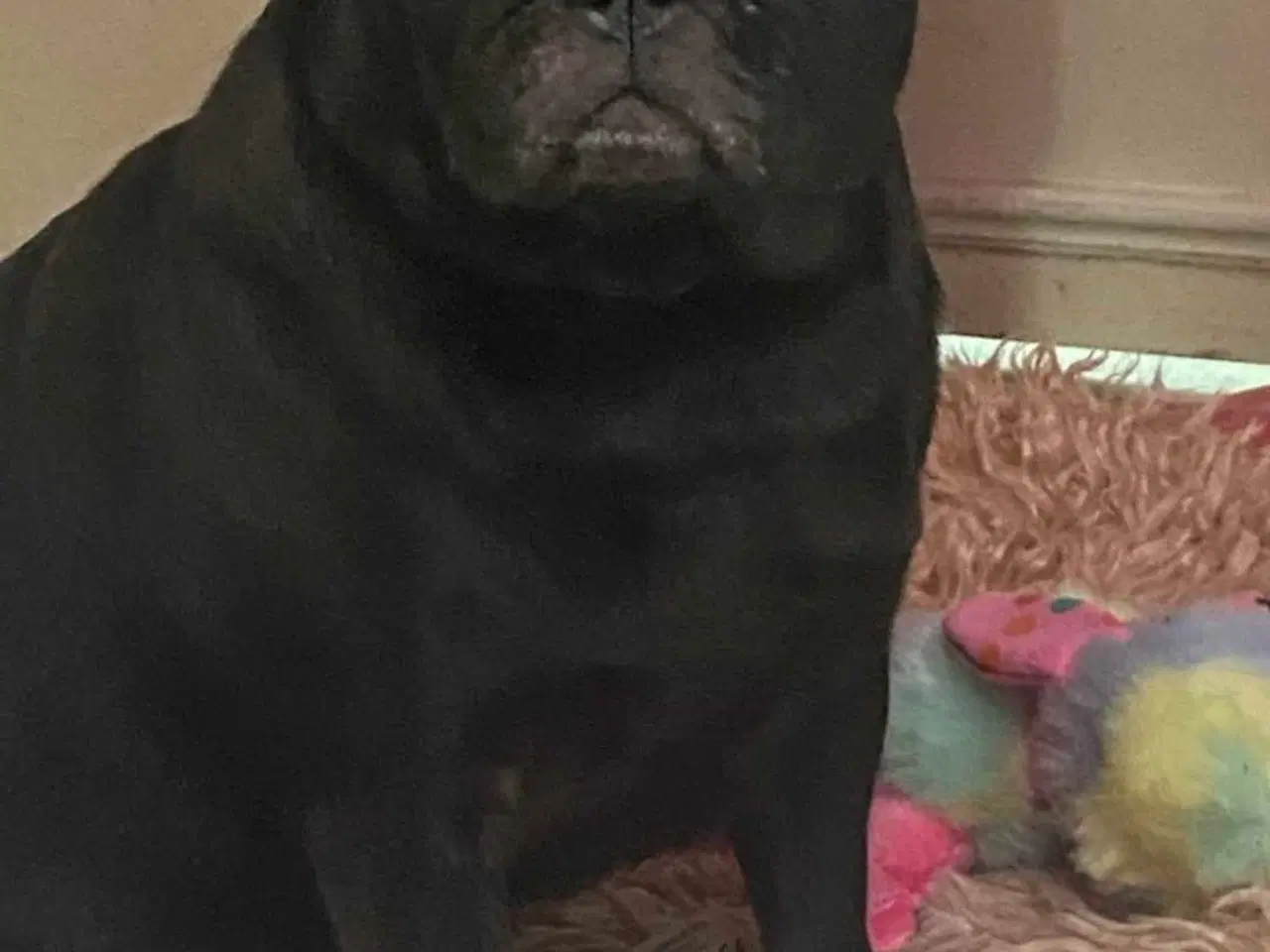 Billede 2 - Sødeste lola søger nyt hjem