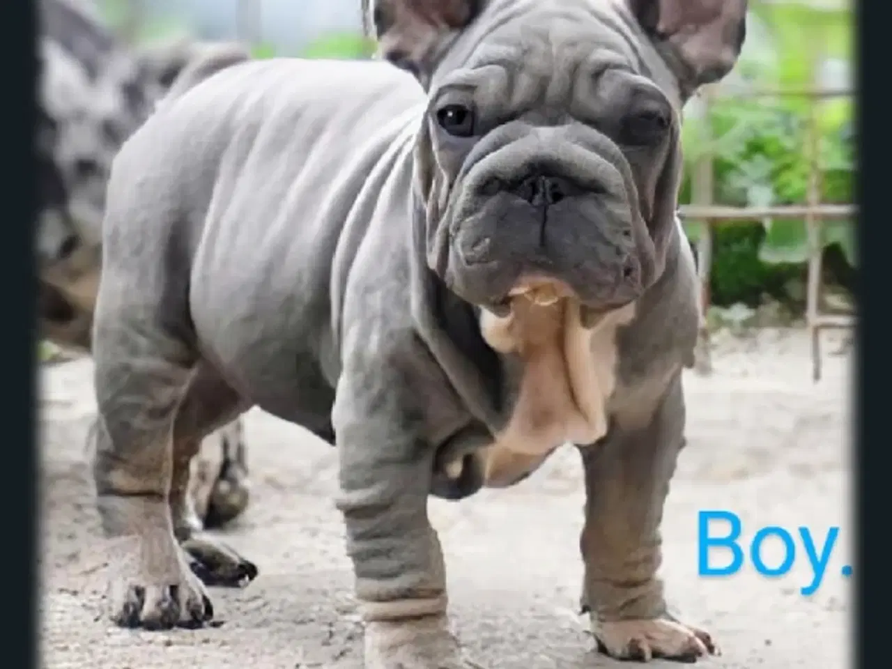 Billede 2 - Fransk bulldog 
