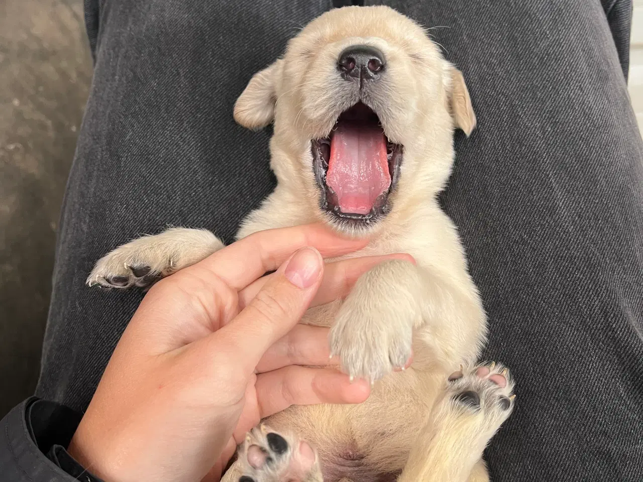 Billede 9 - Golden Retriever hvalpe