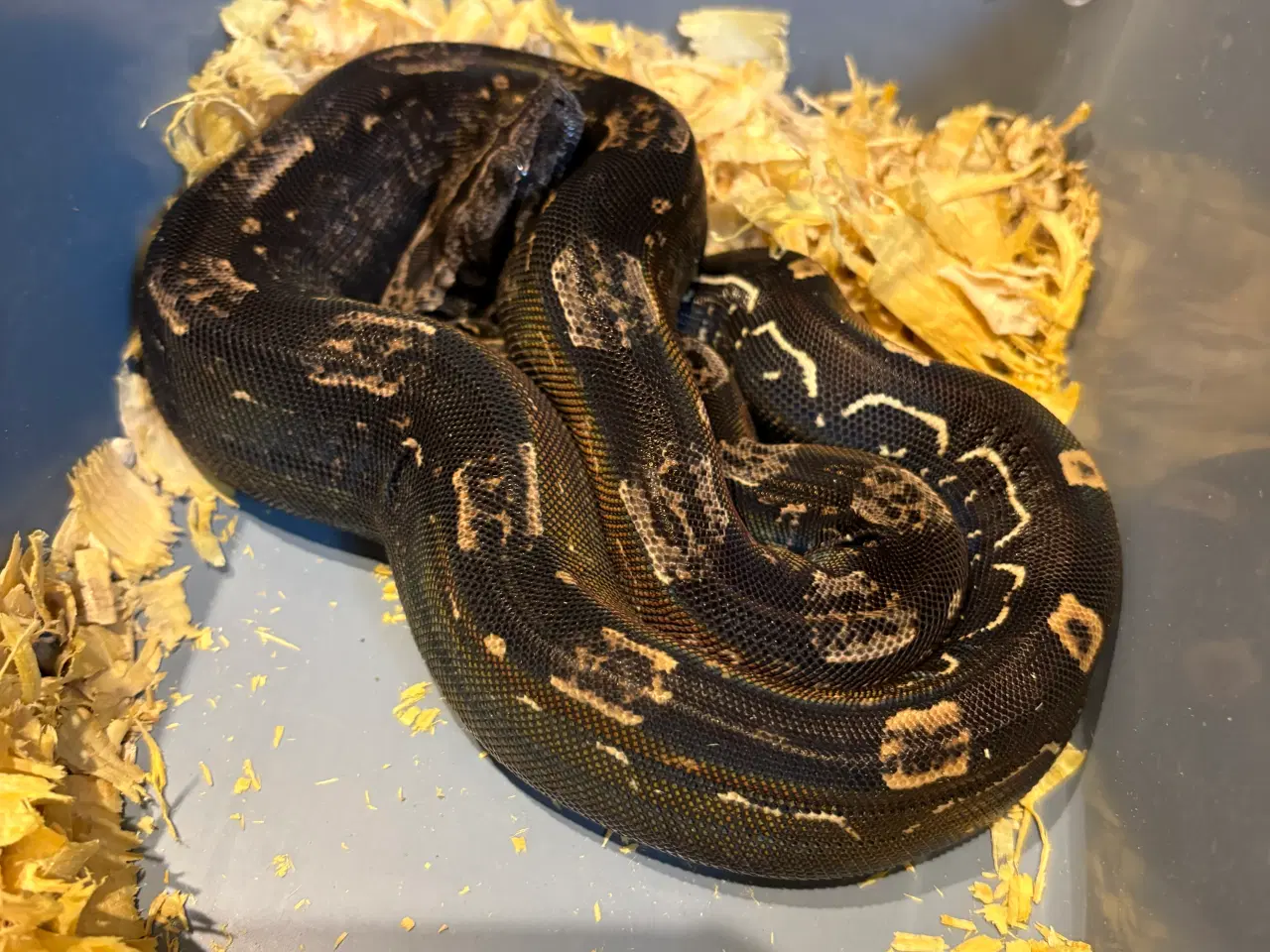 Billede 11 - Boa constrictor Keltic IMG poss Leopard Kahl A