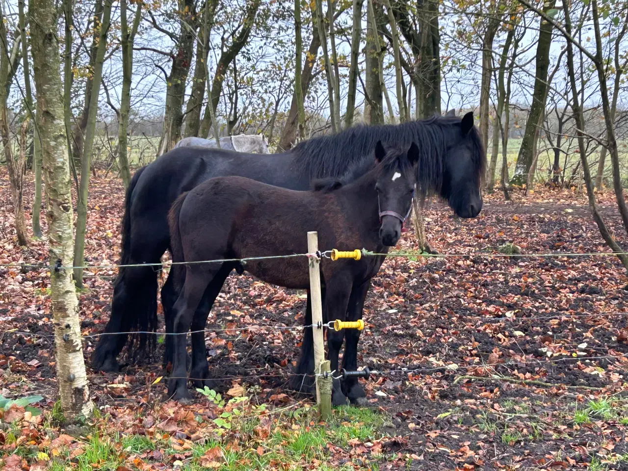 Billede 2 - Skønt Fell pony hingsteføl