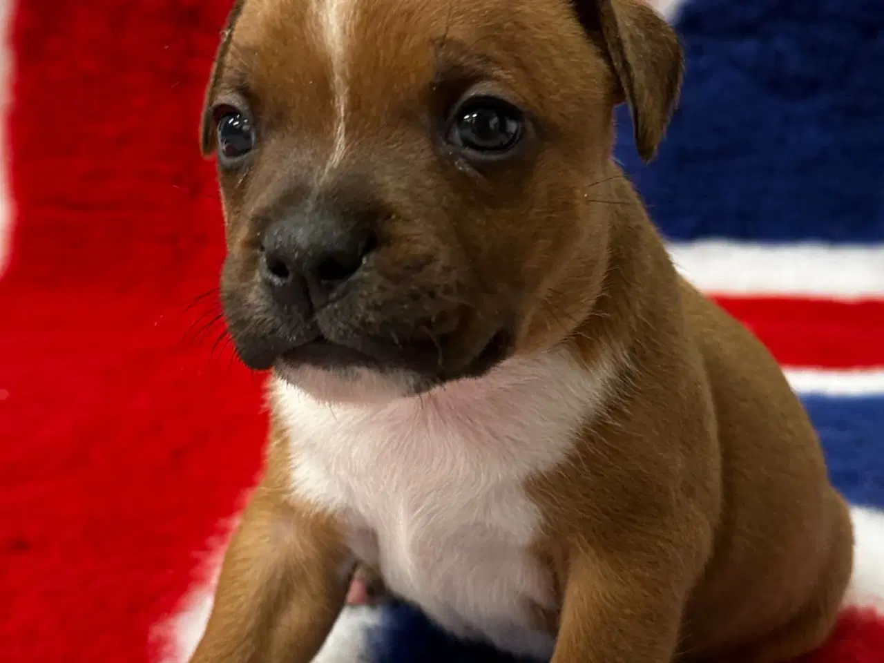 Billede 6 - De mest fantastisk staffordshire Bull terrier🐾