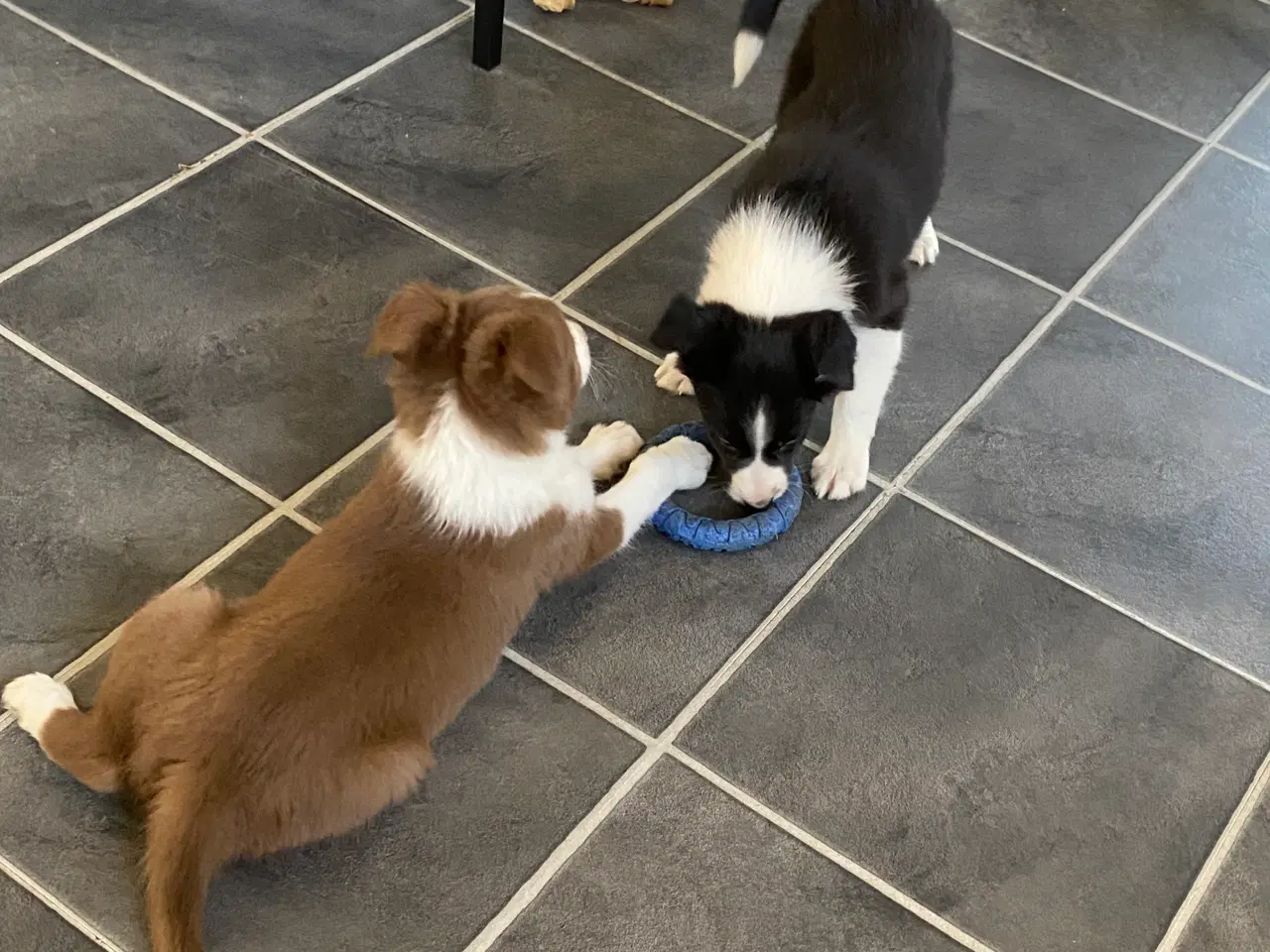 Billede 5 - Border Collie Hvalpe