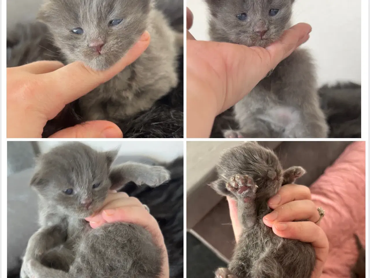 Billede 4 - Lækre Maine coon bamser 