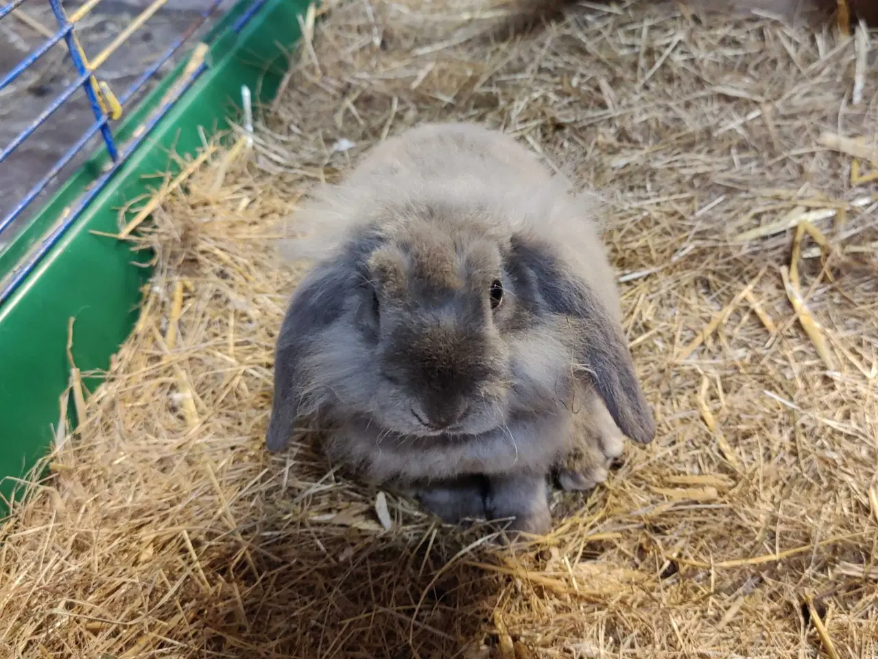 Billede 4 - Dværgvædder satin unger