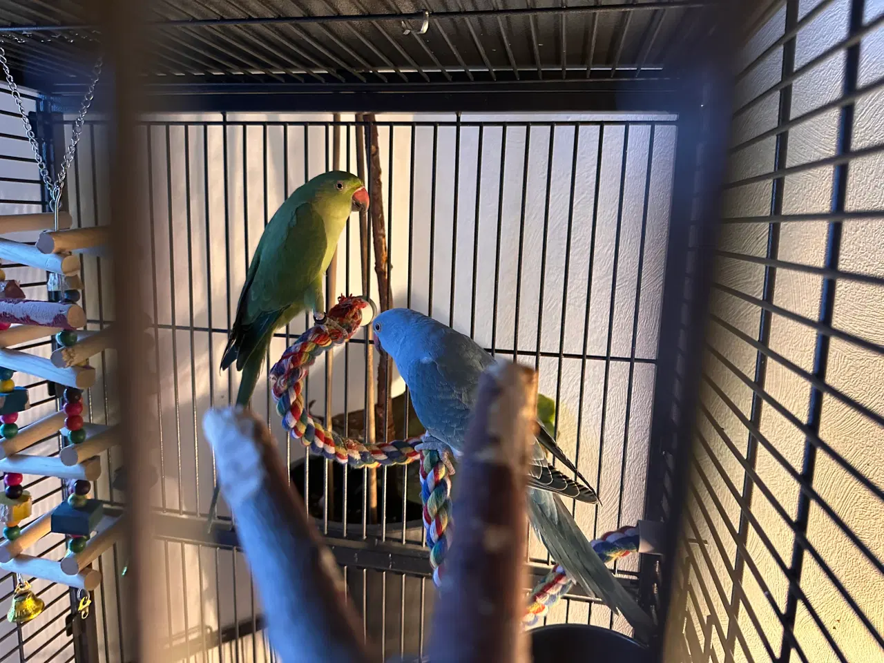Billede 6 - Aleksandra parakitter 