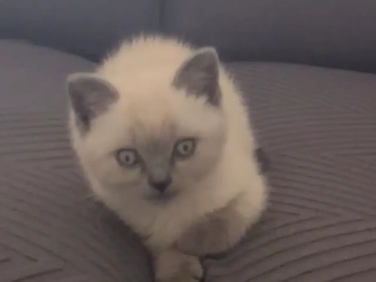 Billede 6 - Søde kat ragdoll til salg