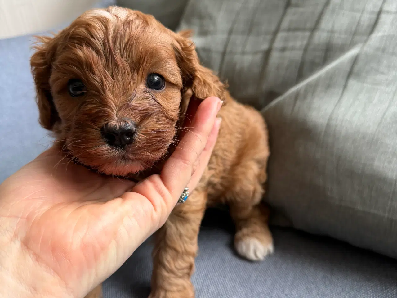 Billede 2 - Cavapoo hvalpe søger nyt hjem!