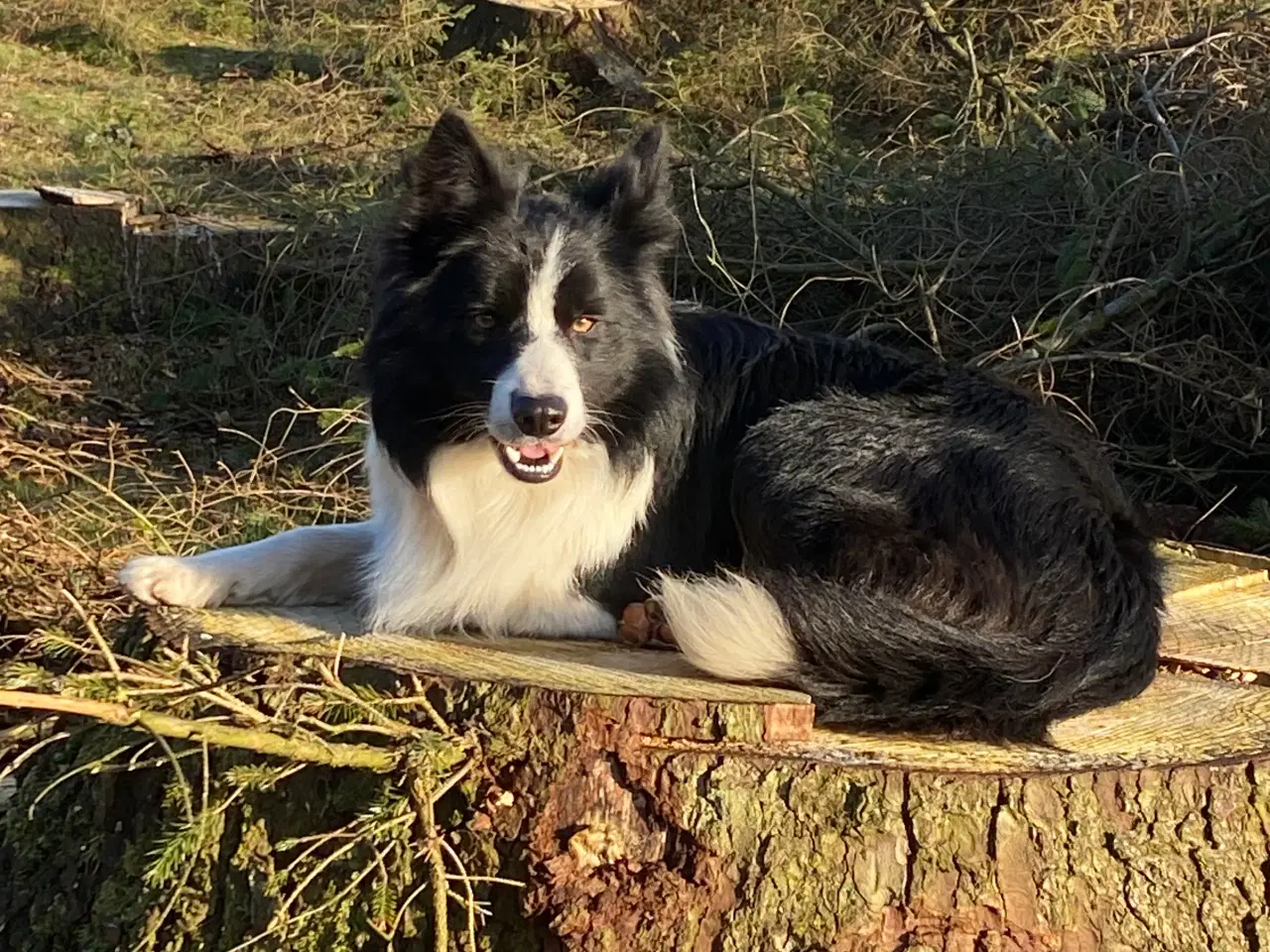 Billede 2 - border collie dreng