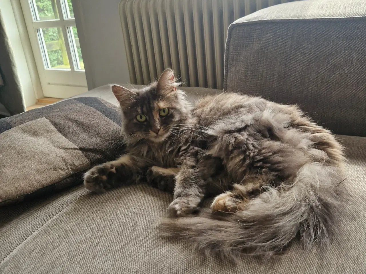 Billede 2 - Maine Coon blanding 
