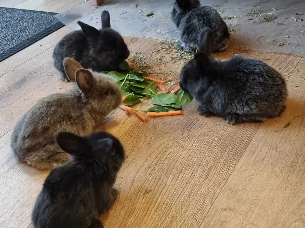 Billede 2 - 5 søde kaninunger til salg 