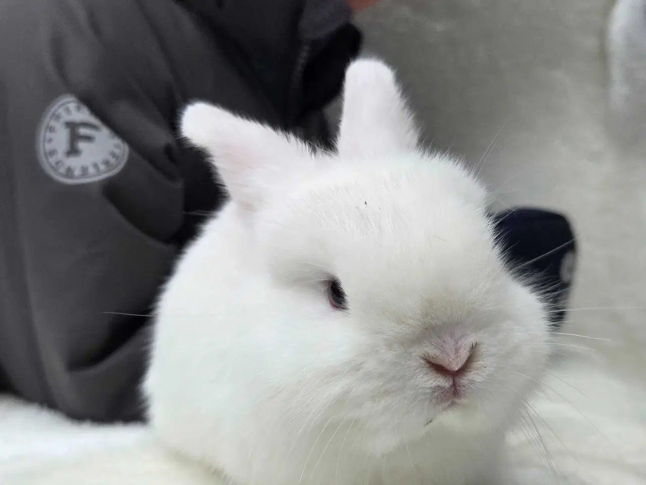 Billede 12 - Minilop / lionlop unger 