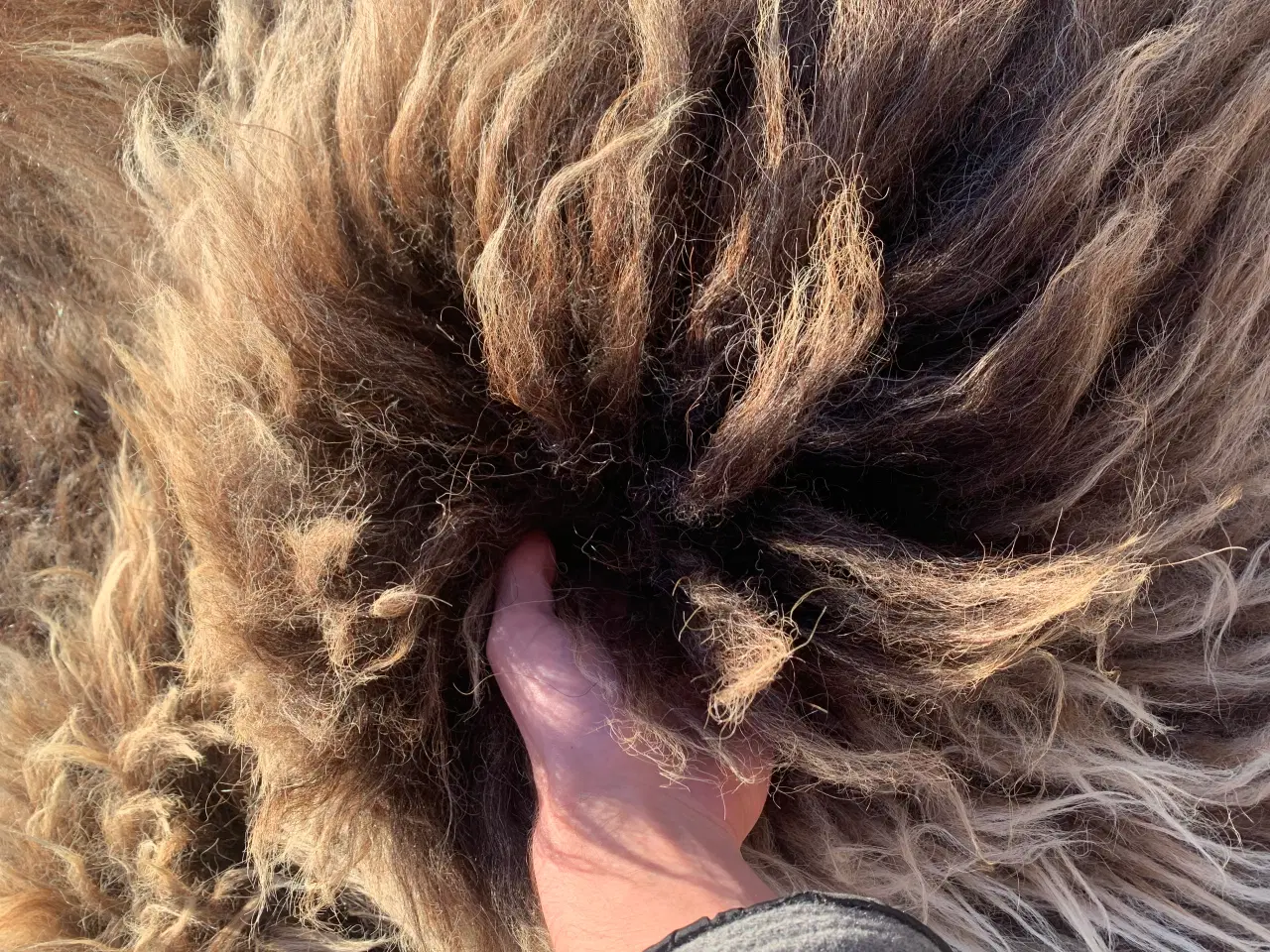 Billede 8 - Moskusokse skind stort