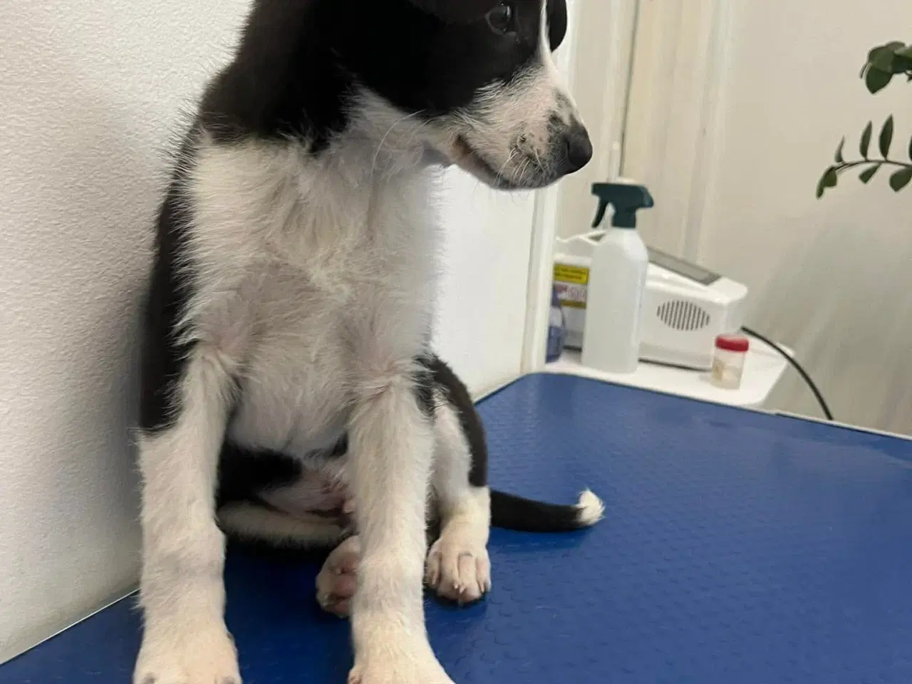 Billede 6 - Finn søger kærlighed 