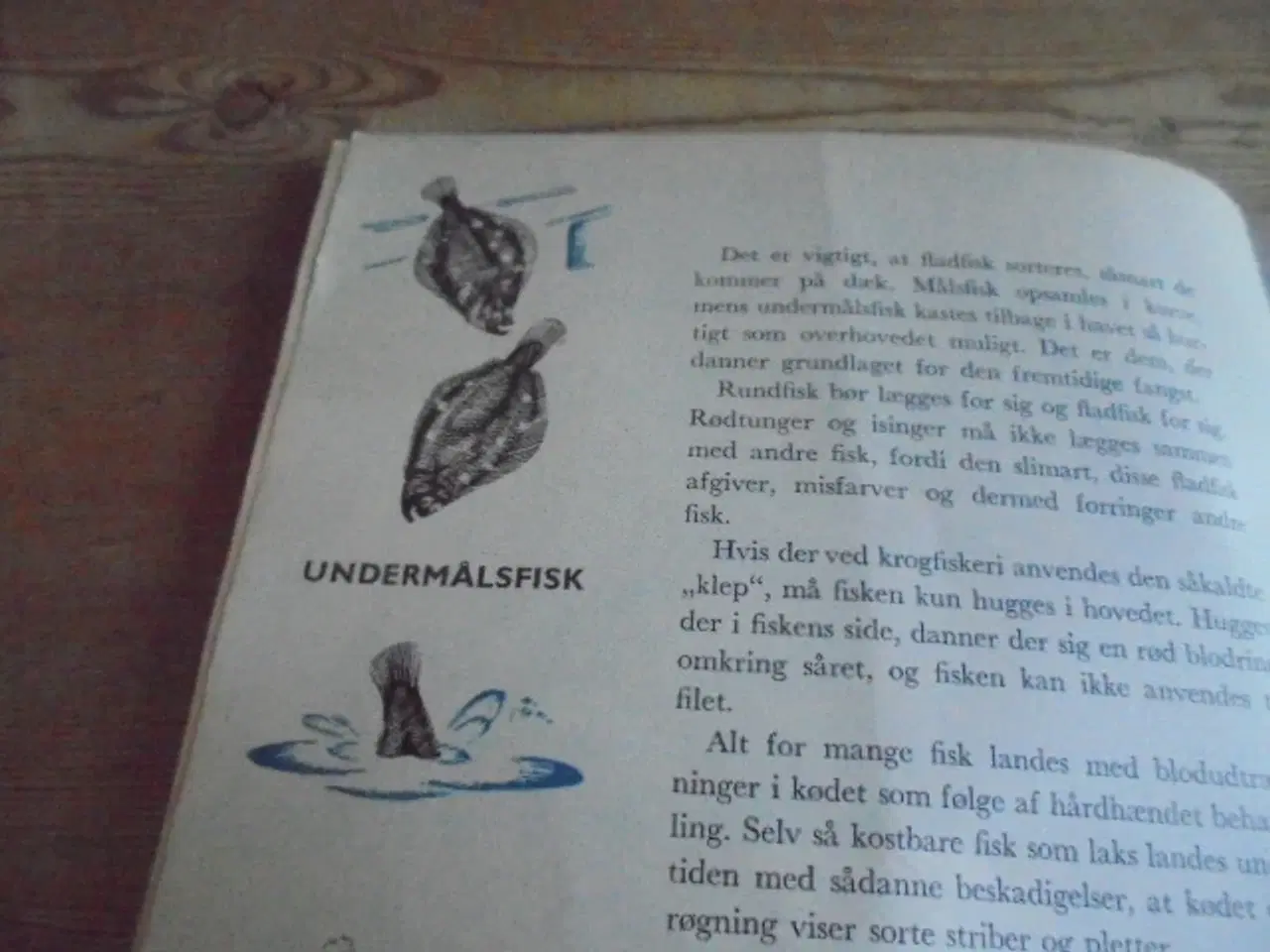Billede 4 - Fiskens behandling ombord – se fotos og omtale  