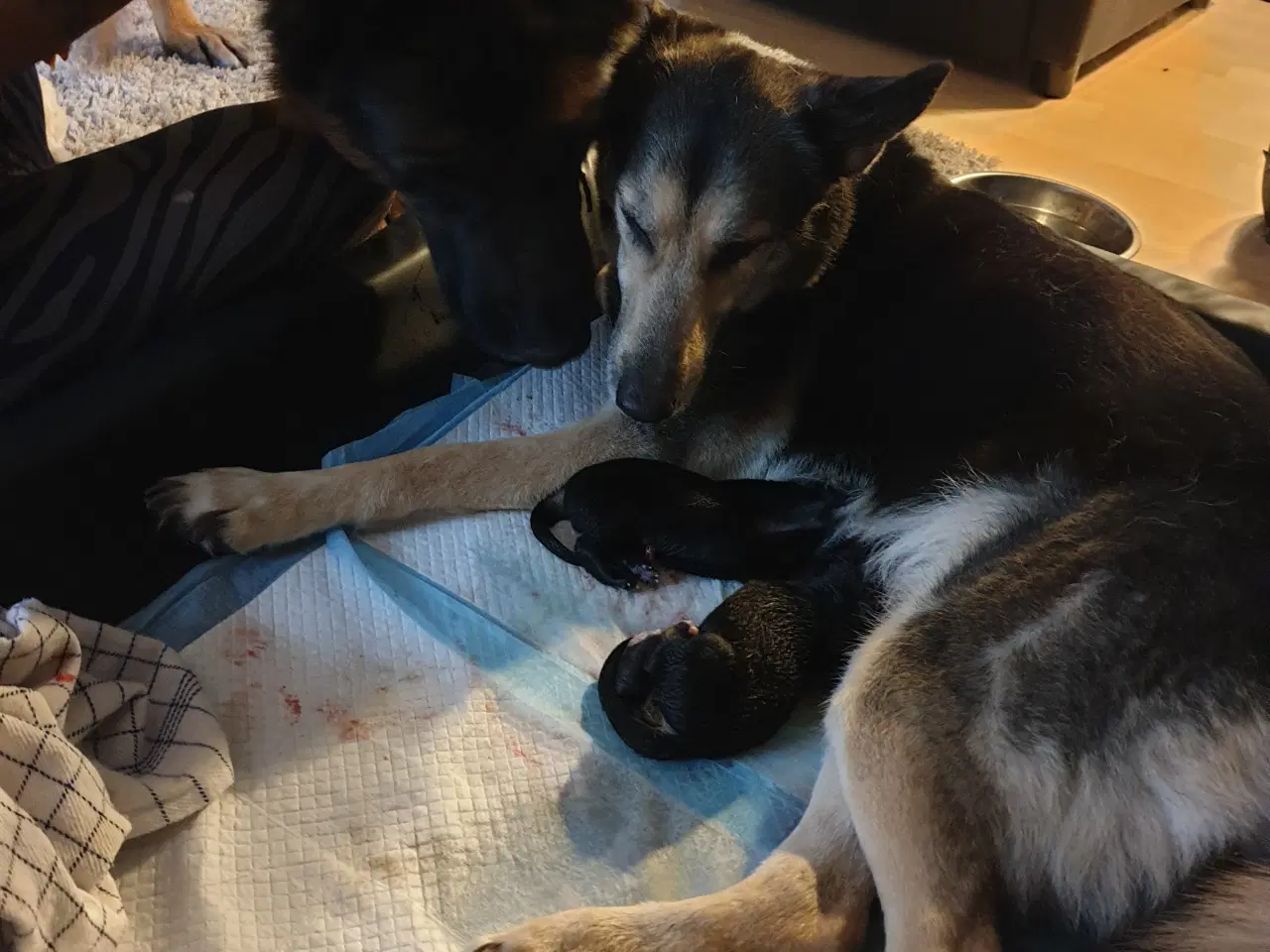 Billede 1 - Schæfer hvalpe