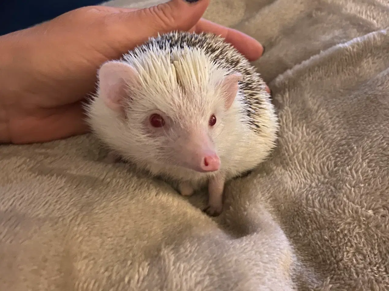Billede 11 - Afrikansk Pygmæ Pindsvin