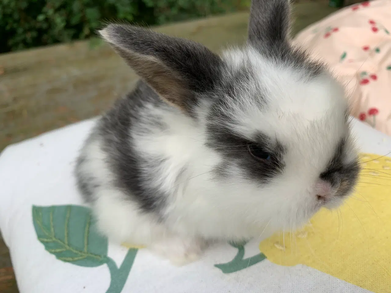 Billede 2 - Mini lop baby 