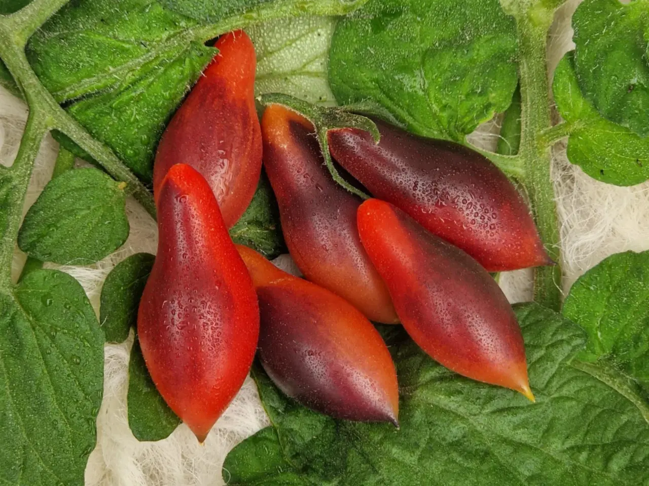 Billede 3 - 300 tomatsorter - FRØ