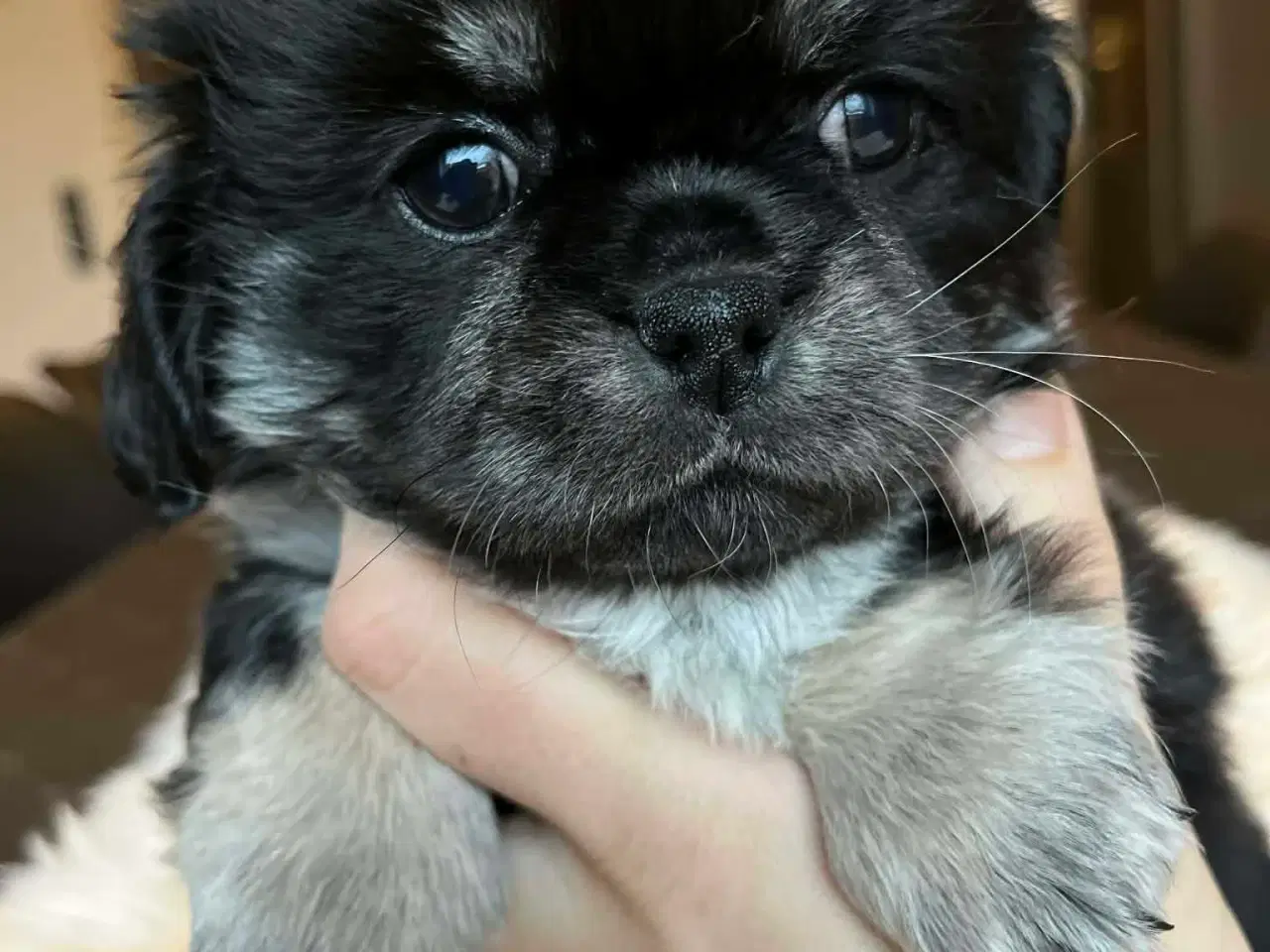 Billede 5 - Sødeste blandingshvalpe Mops/pekingeser/chihuahua 